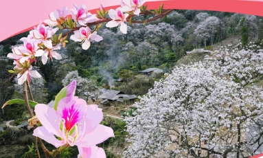  Lễ hội Hoa Ban năm 2026: Điểm hẹn mùa Xuân hấp dẫn